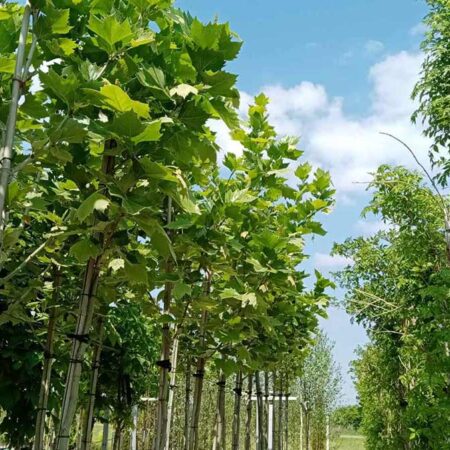 Чинар (Platanus acerifolia)