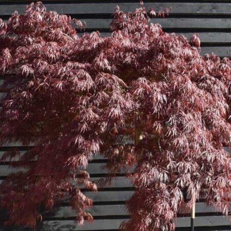 Японски червен палмоволистен клен (Acer palmatum dissectum ‘Garnet’)