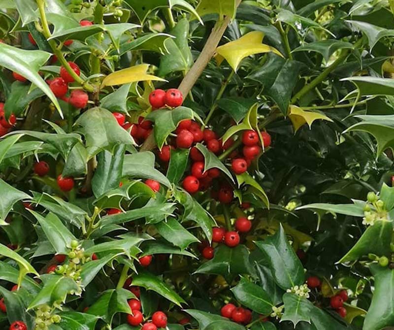 Илекс (Джел) „Nellie R. Stevens