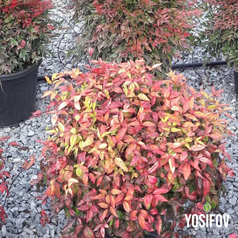 Нандина (Nandina domestica ‘Blush Pink’)